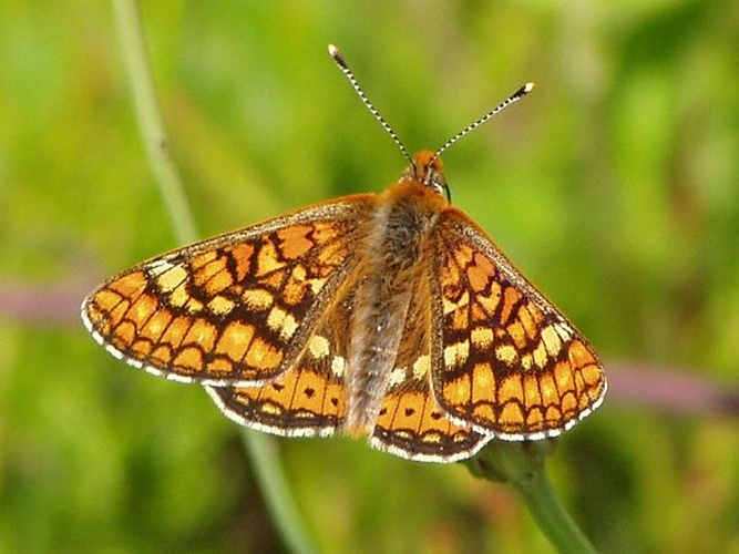 Marsh Fritillary &copy; <a href="//commons.wikimedia.org/wiki/User:Tintazul" title="User:Tintazul">Júlio Reis</a>