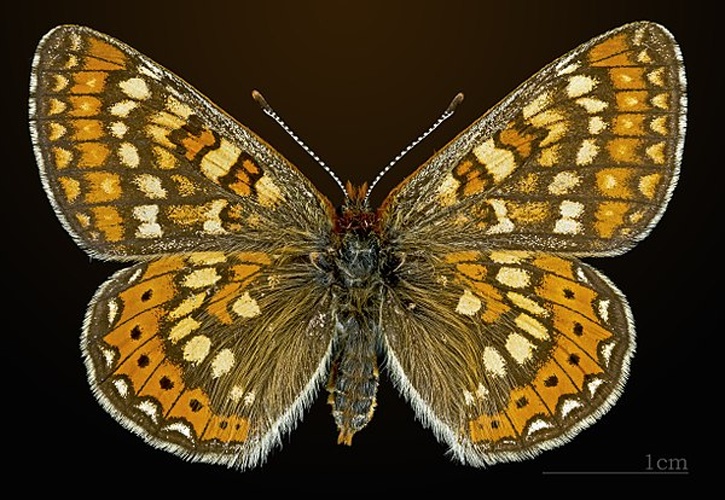 Euphydryas aurinia aurinia © <a href="//commons.wikimedia.org/wiki/User:Archaeodontosaurus" title="User:Archaeodontosaurus">Didier Descouens</a>