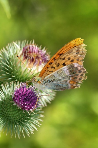 Silver-washed Fritillary © <a href="//commons.wikimedia.org/wiki/User:Richard_Bartz" title="User:Richard Bartz">Richard Bartz</a>, Munich aka <a href="//commons.wikimedia.org/wiki/User:Makro_Freak" title="User:Makro Freak">Makro Freak</a> <a href="//commons.wikimedia.org/wiki/File:Makro_Freak_bar.jpg" class="image"><img alt="Makro Freak bar.jpg" src="https://upload.wikimedia.org/wikipedia/commons/8/8b/Makro_Freak_bar.jpg" decoding="async" width="80" height="15" data-file-width="80" data-file-height="15"></a>
