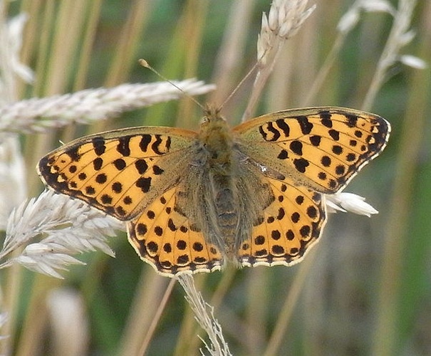 Queen of Spain Fritillary © <a href="//commons.wikimedia.org/wiki/User:Quartl" title="User:Quartl">Quartl</a>