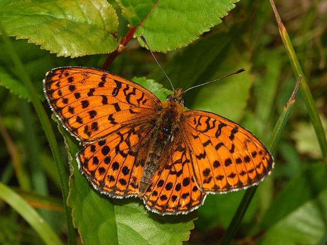 Twin-spot Fritillary © <a href="//commons.wikimedia.org/wiki/User:Hectonichus" title="User:Hectonichus">Hectonichus</a>