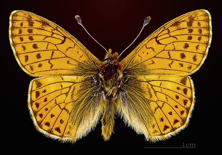 Boloria pales © <a href="//commons.wikimedia.org/wiki/User:Archaeodontosaurus" title="User:Archaeodontosaurus">Didier Descouens</a>