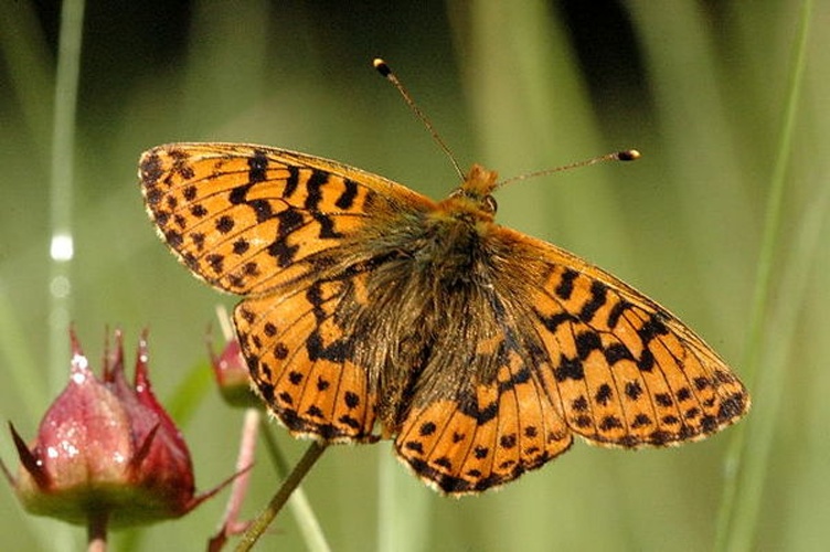Boloria aquilonaris &copy; James K. Lindsey