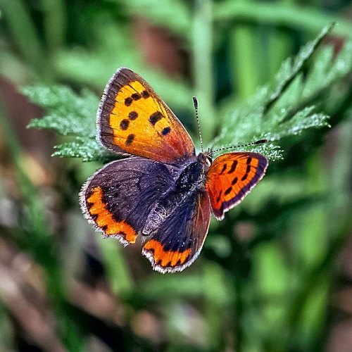 Lycaena phlaeas © <a href="//commons.wikimedia.org/wiki/User:Archaeodontosaurus" title="User:Archaeodontosaurus">Archaeodontosaurus</a>