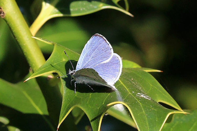 Holly Blue &copy; <bdi>Charles J Sharp
</bdi>