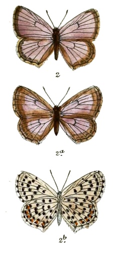 Pseudophilotes baton &copy; Frederic Moore (text); J N Fitch (art)
