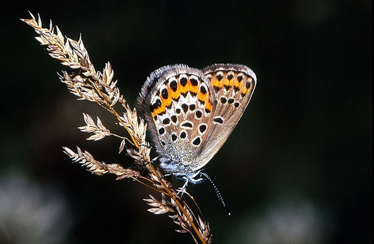 Silver-studded Blue &copy; <a href="//commons.wikimedia.org/wiki/User:Olei" title="User:Olei">Olei</a>