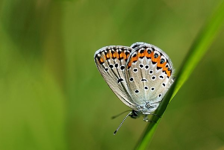 Plebejus argyrognomon &copy; <a rel="nofollow" class="external text" href="https://www.flickr.com/people/9082612@N05">Gilles San Martin</a> from Namur, Belgium