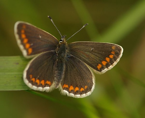 Northern Brown Argus © <a href="//commons.wikimedia.org/wiki/User:Velela" title="User:Velela">Velela</a>
