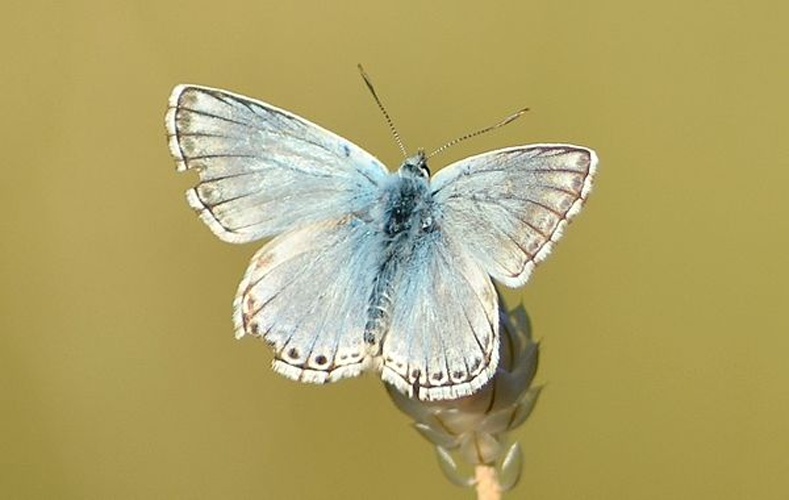 Lysandra coridon &copy; <a rel="nofollow" class="external text" href="https://www.flickr.com/people/9082612@N05">Gilles San Martin</a> from Namur, Belgium