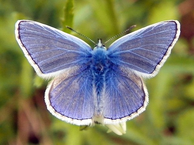 Common Blue © <a href="//commons.wikimedia.org/wiki/User:AnemoneProjectors" title="User:AnemoneProjectors">AnemoneProjectors</a> (<a href="//commons.wikimedia.org/wiki/User_talk:AnemoneProjectors" title="User talk:AnemoneProjectors"><span class="signature-talk">talk</span></a>)