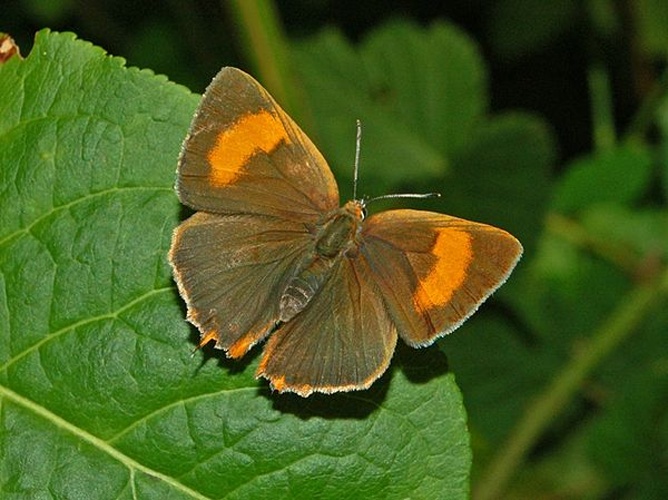 Brown Hairstreak &copy; <a href="//commons.wikimedia.org/wiki/User:Hectonichus" title="User:Hectonichus">Hectonichus</a>