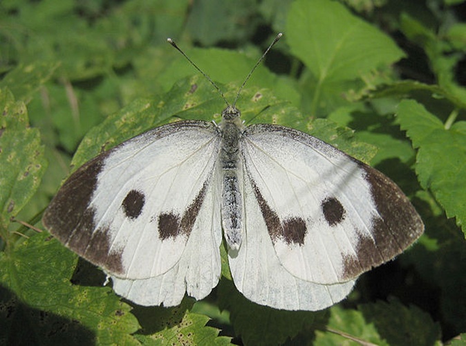 Pieris brassicae © <a href="//commons.wikimedia.org/wiki/User:S_Sepp" title="User:S Sepp">S Sepp</a>