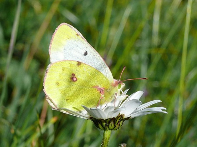 Colias phicomone © <a href="//commons.wikimedia.org/wiki/User:Hsuepfle" title="User:Hsuepfle">Harald Süpfle</a>