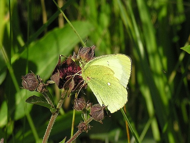 Colias palaeno &copy; <a href="https://da.wikipedia.org/wiki/Bruger:Toronto" class="extiw" title="da:Bruger:Toronto">Martin Bjerg</a>