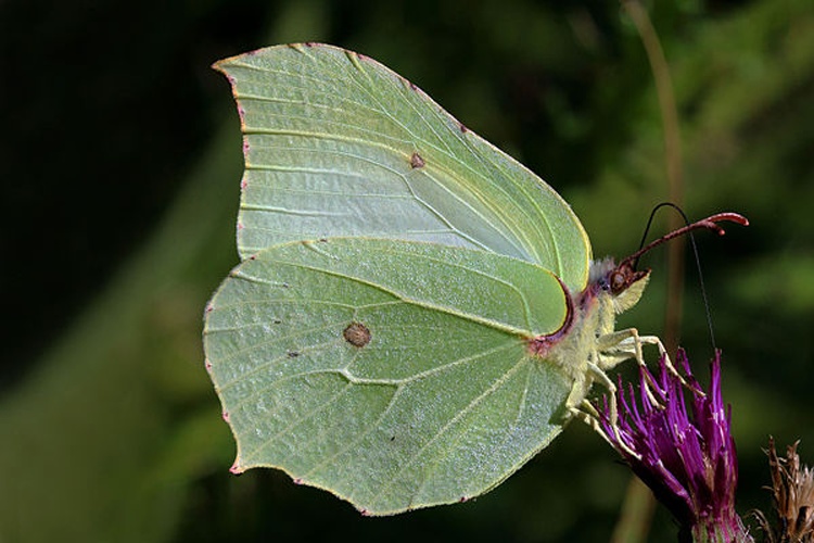 Gonepteryx rhamni &copy; <bdi>Charles J Sharp
</bdi>
