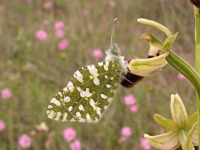 Euchloe crameri &copy; <a href="//commons.wikimedia.org/wiki/User:Adrian198cm" title="User:Adrian198cm">Adrian198cm</a>