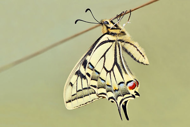 Papilio machaon © <a href="//commons.wikimedia.org/wiki/User:Bernie_Kohl" title="User:Bernie Kohl">Bernie</a>