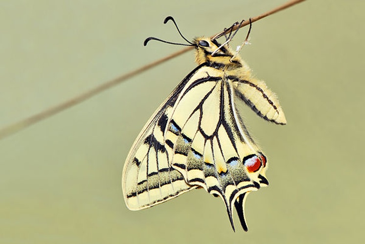 Papilio machaon &copy; <a href="//commons.wikimedia.org/wiki/User:Bernie_Kohl" title="User:Bernie Kohl">Bernie</a>
