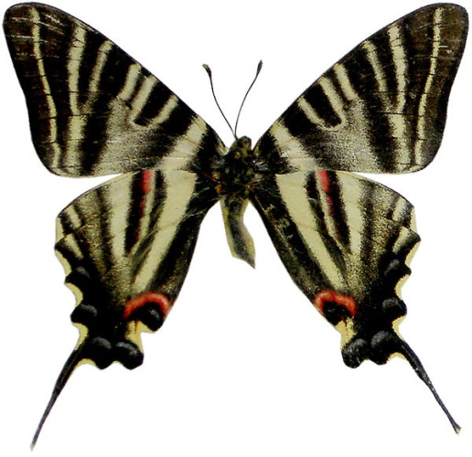 Iphiclides podalirinus &copy; <a href="//commons.wikimedia.org/w/index.php?title=User:Omegaz&amp;action=edit&amp;redlink=1" class="new" title="User:Omegaz (page does not exist)">Mikaël Vareillas</a>