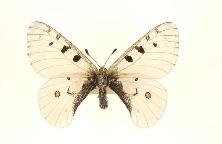 Parnassius phoebus © <a href="//commons.wikimedia.org/wiki/User:Notafly" title="User:Notafly">Notafly</a>
