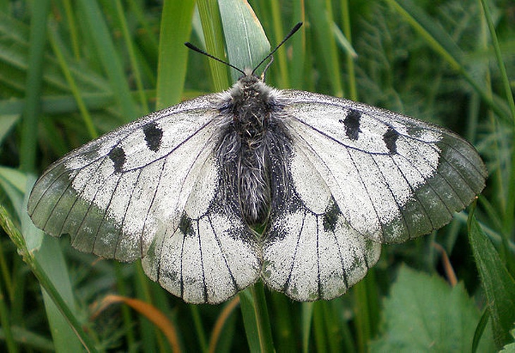 Clouded apollo &copy; <a href="//commons.wikimedia.org/wiki/User:Hinox" title="User:Hinox">Hinox</a>