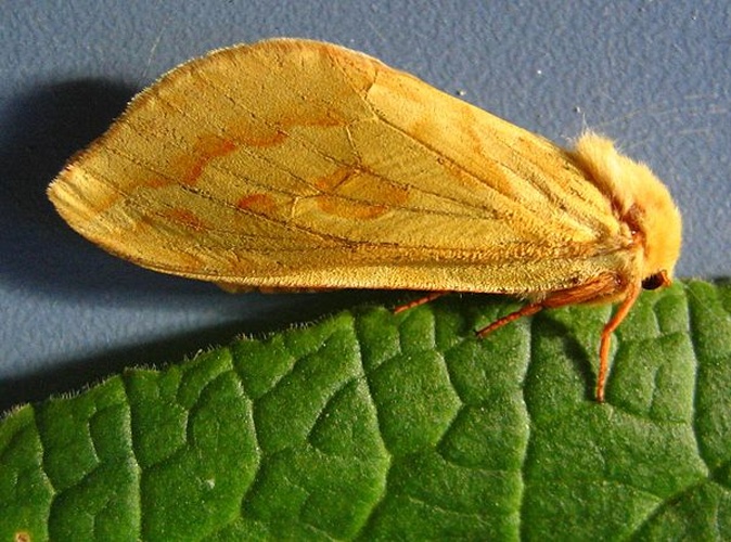 Ghost Moth © <a href="//commons.wikimedia.org/wiki/User:Engeser" title="User:Engeser">Engeser</a>