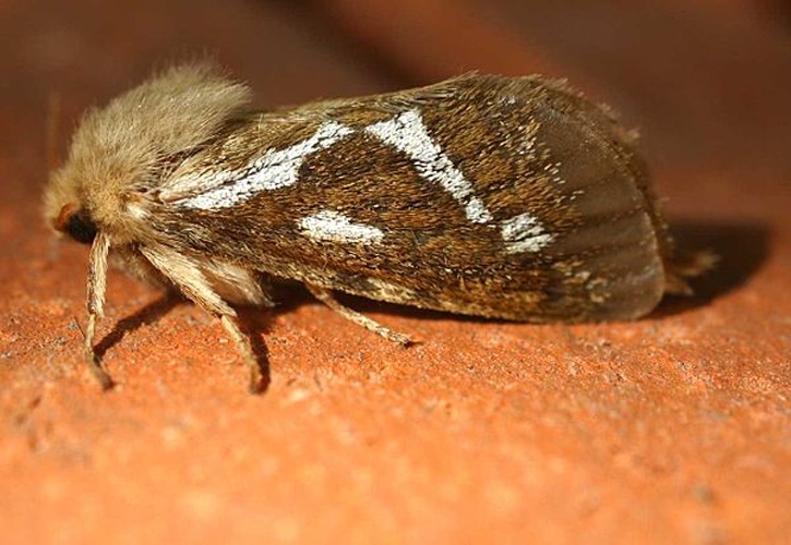 Pharmacis lupulina &copy; 