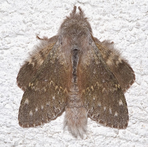 Lobster Moth &copy; <a href="//commons.wikimedia.org/wiki/User:Kulac" title="User:Kulac">Kulac</a>