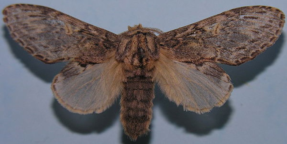 Peridea anceps &copy; 