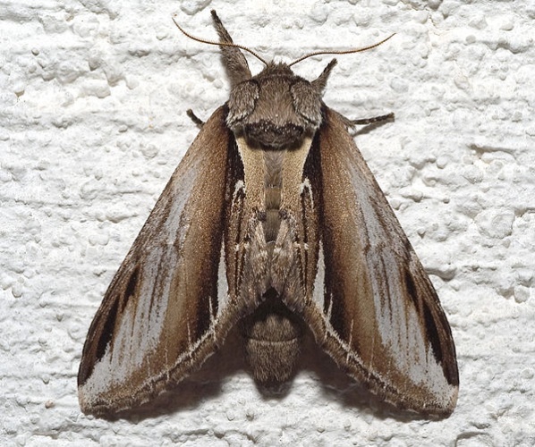 Pheosia gnoma &copy; <a href="//commons.wikimedia.org/wiki/User:Kulac" title="User:Kulac">Kulac</a>