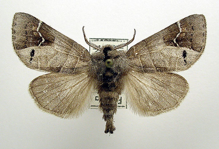 Clostera anachoreta &copy; M. Virtala