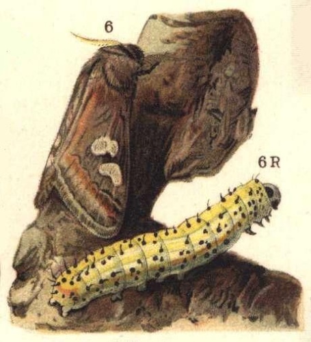 Diloba caeruleocephala © Bibliographisches Institut Leipzig
