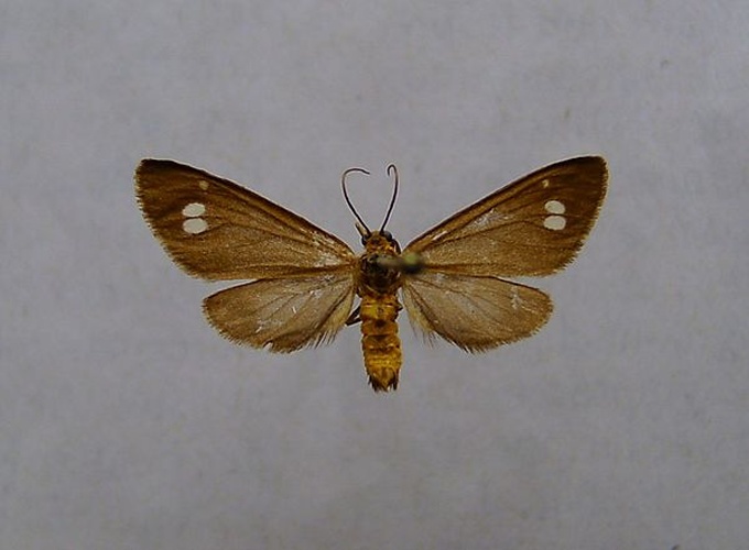 Dysauxes ancilla &copy; <a href="//commons.wikimedia.org/wiki/User:Dumi" title="User:Dumi">Dumi</a>