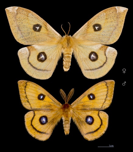 Aglia tau &copy; <div class="fn value">
<a href="//commons.wikimedia.org/wiki/User:Archaeodontosaurus" title="User:Archaeodontosaurus">Didier Descouens</a>
</div>