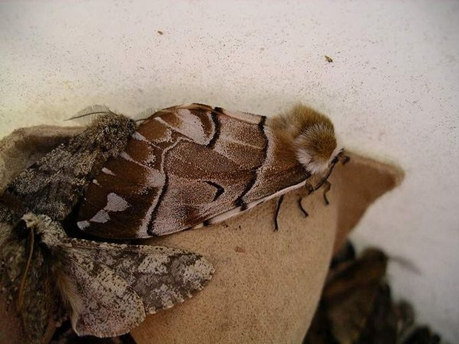 Endromis versicolora &copy; D.Makavičius