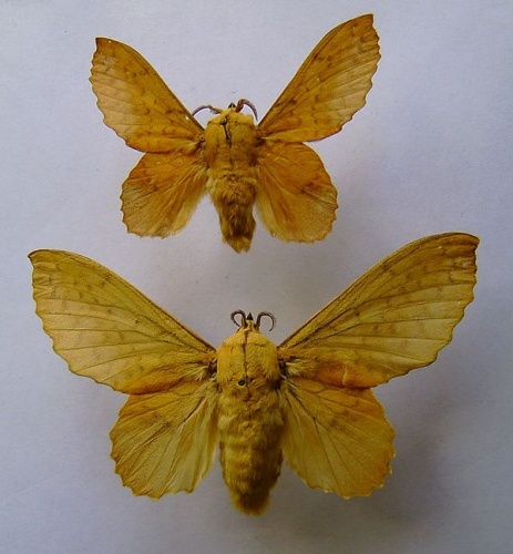 Gastropacha populifolia © <a href="//commons.wikimedia.org/wiki/User:Dumi" title="User:Dumi">Dumi</a>