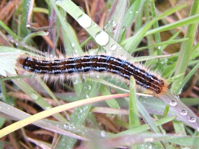 Malacosoma alpicolum &copy; <a rel="nofollow" class="external text" href="http://herramientas.educa.madrid.org/animalandia/autor.php?nombre=Fernando%20Lis%F3n%20Mart%EDn">Fernando Lisón Martín</a>