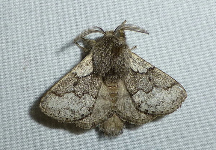 Trichiura crataegi &copy; <table style="width:100%; border:1px solid #aaa; background:#efd; text-align:center"><tbody><tr>
<td>
<a href="//commons.wikimedia.org/wiki/File:Aspitates_ochrearia.jpg" class="image"><img alt="Aspitates ochrearia.jpg" src="https://upload.wikimedia.org/wikipedia/commons/thumb/b/bc/Aspitates_ochrearia.jpg/55px-Aspitates_ochrearia.jpg" decoding="async" width="55" height="41" srcset="https://upload.wikimedia.org/wikipedia/commons/thumb/b/bc/Aspitates_ochrearia.jpg/83px-Aspitates_ochrearia.jpg 1.5x, https://upload.wikimedia.org/wikipedia/commons/thumb/b/bc/Aspitates_ochrearia.jpg/110px-Aspitates_ochrearia.jpg 2x" data-file-width="800" data-file-height="600"></a>
</td>
<td>This image is created by user <a rel="nofollow" class="external text" href="http://waarneming.nl/user/photos/12997">jan en annie rocks</a> at <a rel="nofollow" class="external text" href="http://waarneming.nl/">waarneming.nl</a>, a source of nature observations in the Netherlands.
</td>
</tr></tbody></table>