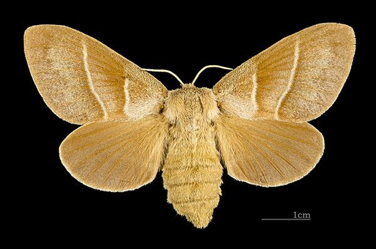 Macrothylacia rubi &copy; <div class="fn value">
<a href="//commons.wikimedia.org/wiki/User:Archaeodontosaurus" title="User:Archaeodontosaurus">Didier Descouens</a>
</div>