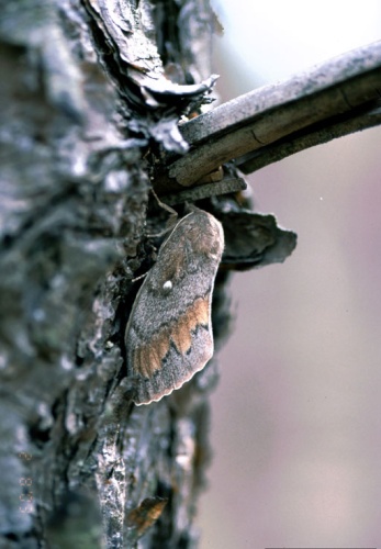 Dendrolimus pini © Hannes Lemme, , Bugwood.org
