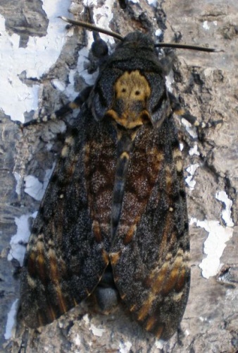 Acherontia atropos &copy; <a href="//commons.wikimedia.org/wiki/User:Hinox" title="User:Hinox">Joan Carles Hinojosa</a>