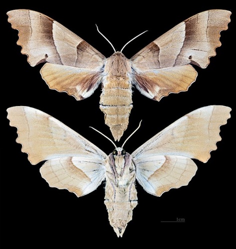 Marumba quercus &copy; <div class="fn value">
<a href="//commons.wikimedia.org/wiki/User:Archaeodontosaurus" title="User:Archaeodontosaurus">Didier Descouens</a>
</div>