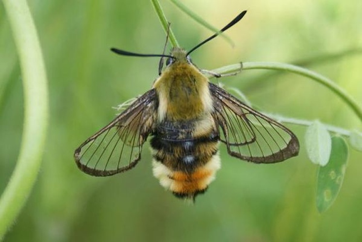 Hemaris tityus &copy; <a href="//commons.wikimedia.org/wiki/User:M_kutera" title="User:M kutera">M kutera</a>