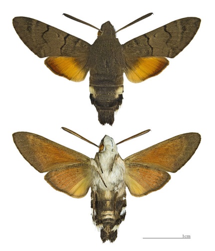 Macroglossum stellatarum © <div class="fn value">
<a href="//commons.wikimedia.org/wiki/User:Archaeodontosaurus" title="User:Archaeodontosaurus">Didier Descouens</a>
</div>