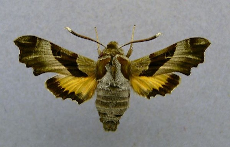 Willowherb Hawkmoth © <a href="//commons.wikimedia.org/wiki/User:Dumi" title="User:Dumi">Dumi</a>