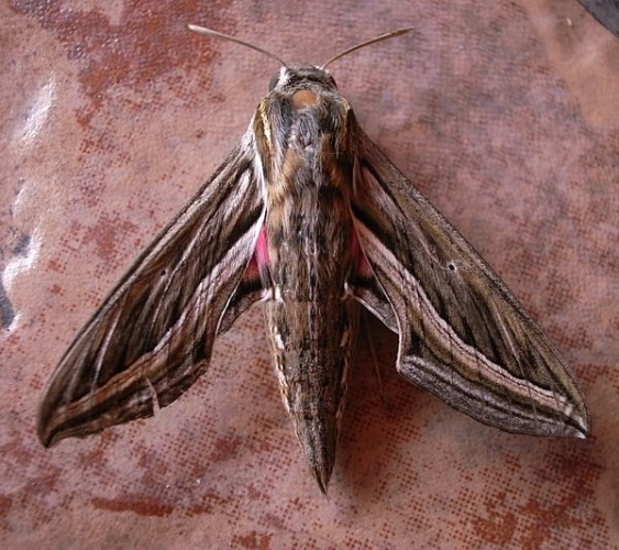 Hippotion celerio © <a href="//commons.wikimedia.org/wiki/User:Denis_Barthel" title="User:Denis Barthel">Denis Barthel</a> (<a href="//commons.wikimedia.org/wiki/User_talk:Denis_Barthel" title="User talk:Denis Barthel"><span class="signature-talk">talk</span></a>)