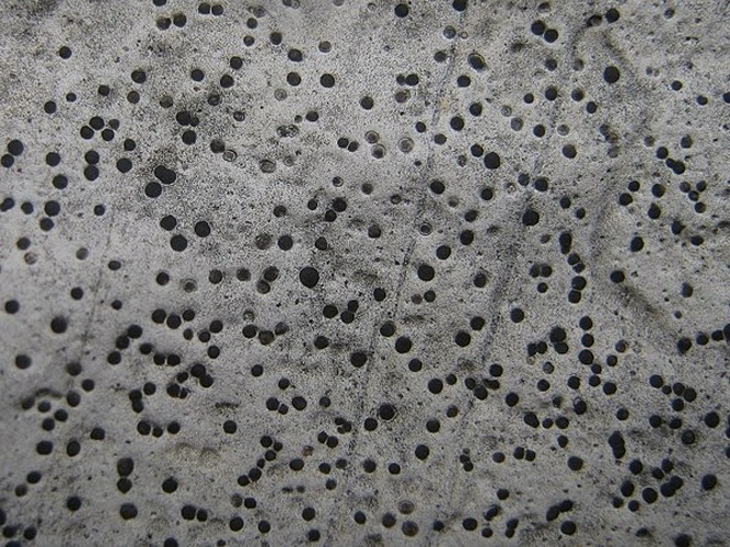 Verrucaria hochstetteri © This image was created by user <a rel="nofollow" class="external text" href="https://mushroomobserver.org/observer/show_user/2250">zaca</a> at <a rel="nofollow" class="external text" href="https://mushroomobserver.org">Mushroom Observer</a>, a source for mycological images.<br>You can contact this user <a rel="nofollow" class="external text" href="https://mushroomobserver.org/observer/ask_user_question/2250">here</a>.