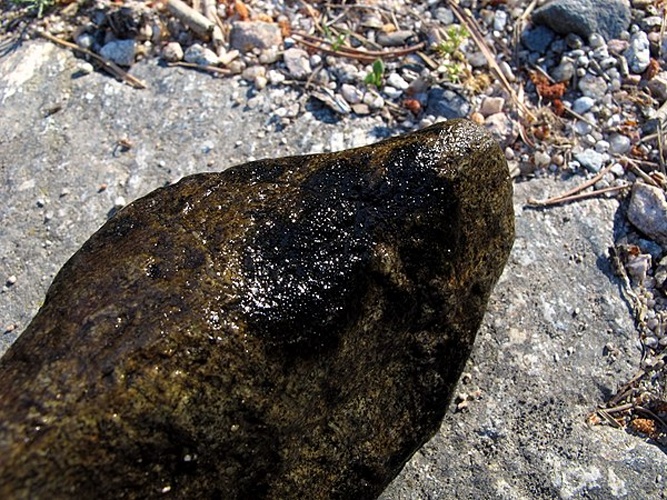 Staurothele fissa &copy; <a rel="nofollow" class="external text" href="https://www.flickr.com/people/70626035@N00">jacilluch</a>