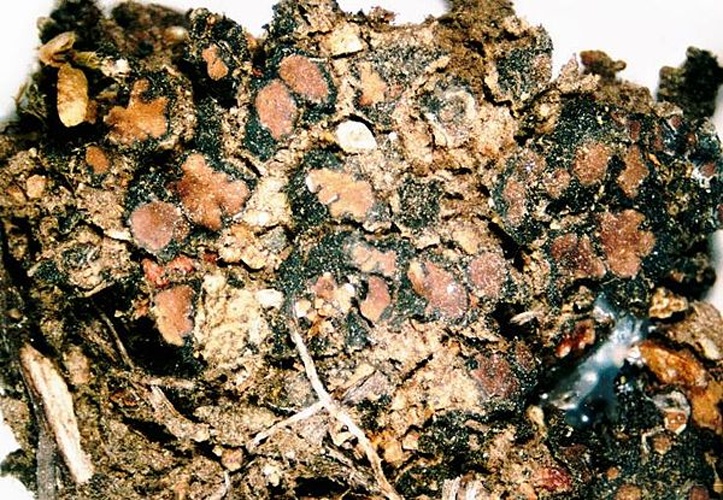 Catapyrenium cinereum © <a href="//commons.wikimedia.org/w/index.php?title=User:Ed_Uebel&amp;action=edit&amp;redlink=1" class="new" title="User:Ed Uebel (page does not exist)">Ed Uebel</a>